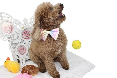 Bow Tie- Check Me Out