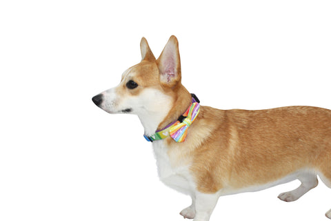 Collar- Pawsitive Vibes