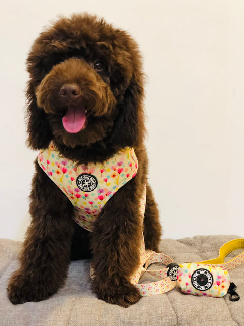 Adjustable Harness - Magic In Bloom