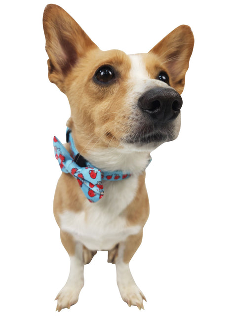 Collar- Hot Dogolate