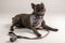 The Ultimate Bundle- Doga