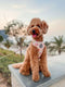 Adjustable Harness - Magic In Bloom