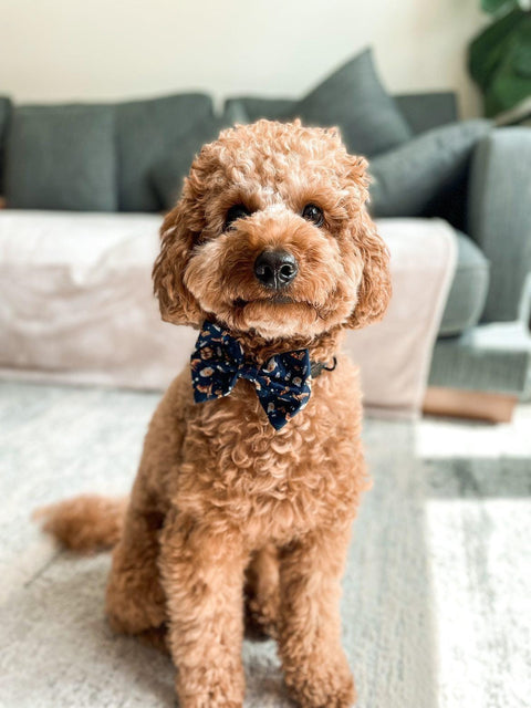 Bow Tie- Harry Pupper