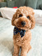 Bow Tie- Harry Pupper
