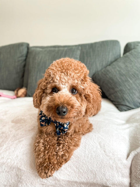 Bow Tie- Harry Pupper